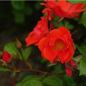 Roşu viu deschis - trandafir pentru straturi Floribunda